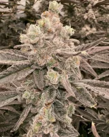 (Bild für) Critical