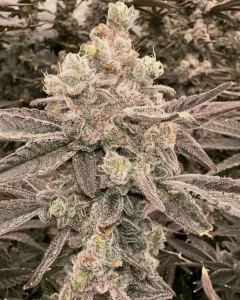 (Bild für) Critical