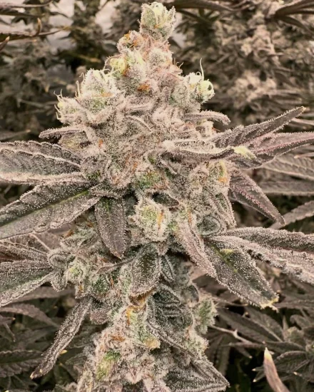 (Bild für) Critical - zum Schließen ins Bild klicken