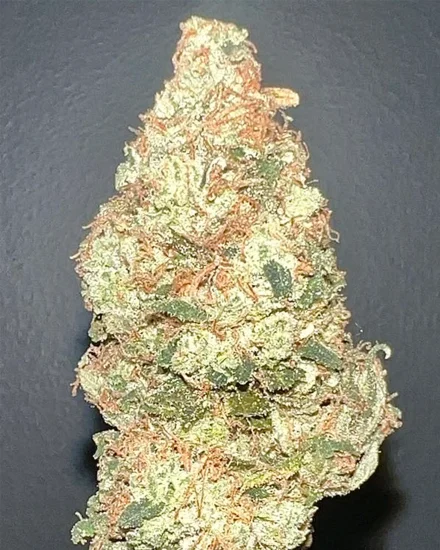 (Bild für) GMO - zum Schließen ins Bild klicken