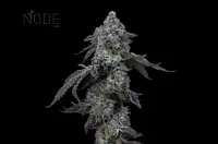 (Bild für) Tropicana