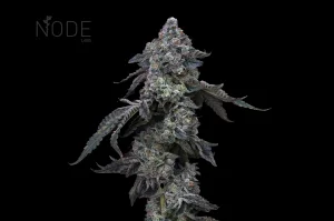 (Bild für) Tropicana