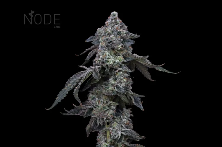 (Bild für) Tropicana - zum Schließen ins Bild klicken