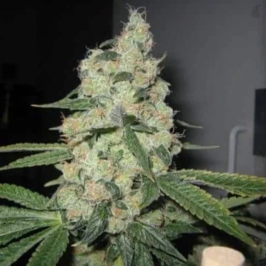 (Bild für) Garlotti - zum Schließen ins Bild klicken