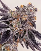 (Bild für) Pineapple Fruz