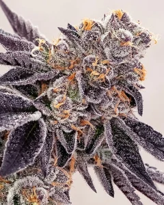 (Bild für) Pineapple Fruz