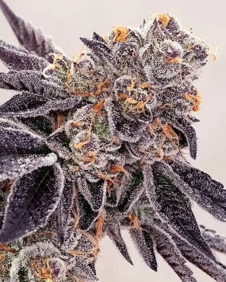 (Bild für) Pineapple Fruz - zum Schließen ins Bild klicken