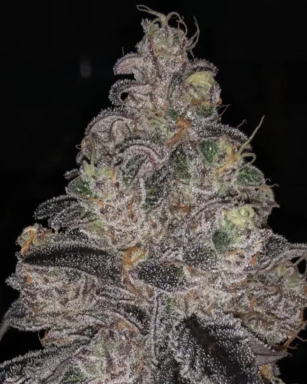 (Bild für) Banana Jelly - zum Schließen ins Bild klicken