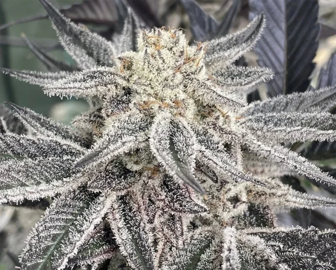 (Bild für) MAC - zum Schließen ins Bild klicken